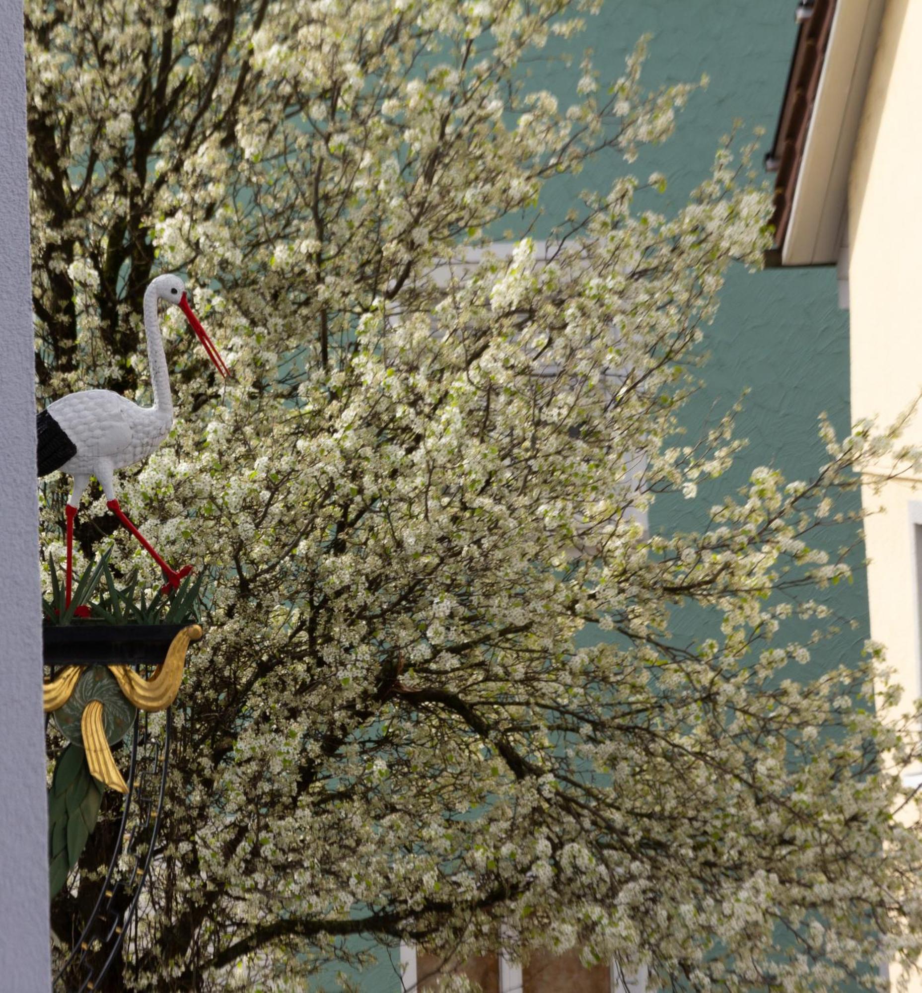 Storchennest - Schoenes, Ruhiges Apartment Mit Sonnenterrasse Tettnang Esterno foto